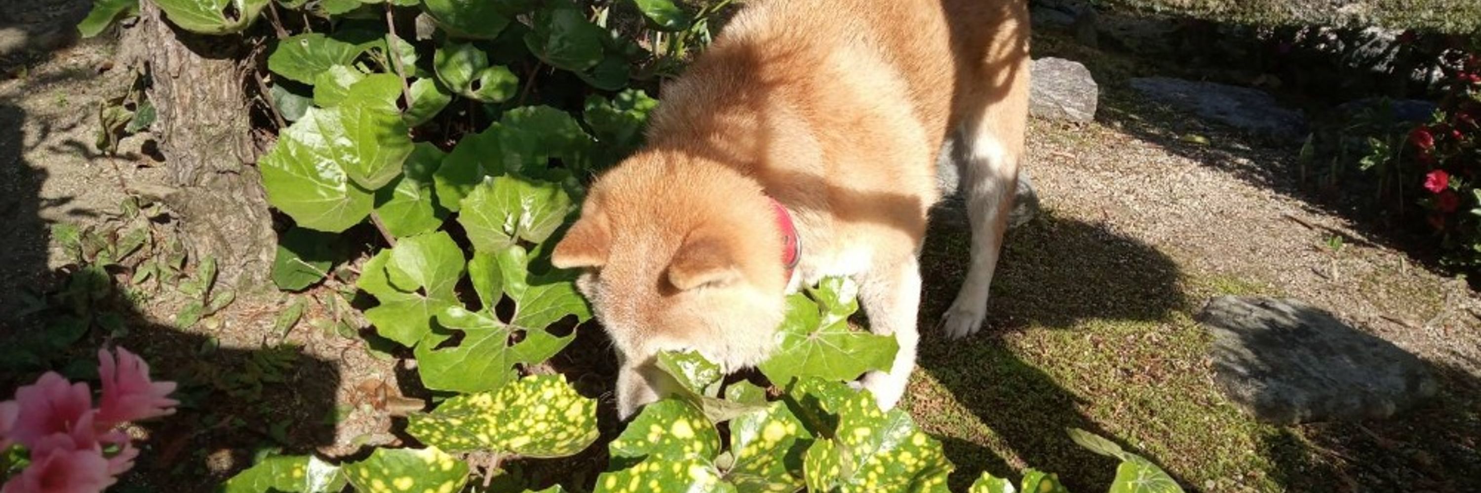ななほししろくま