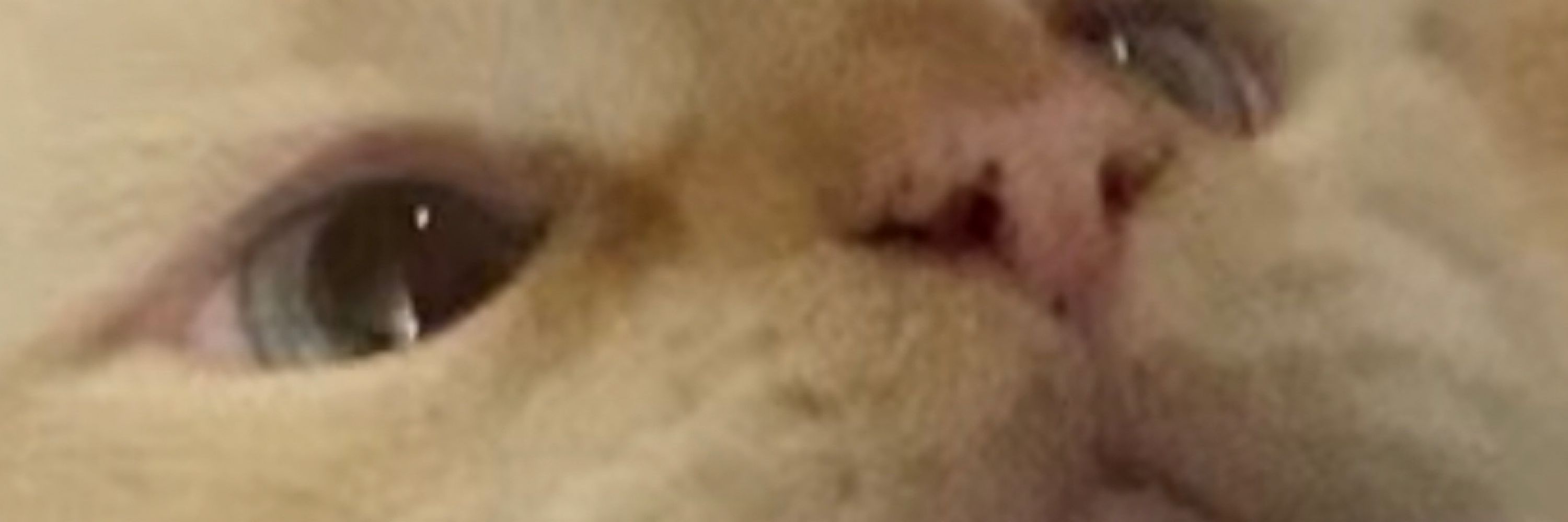 Toast Ed Marshmallow