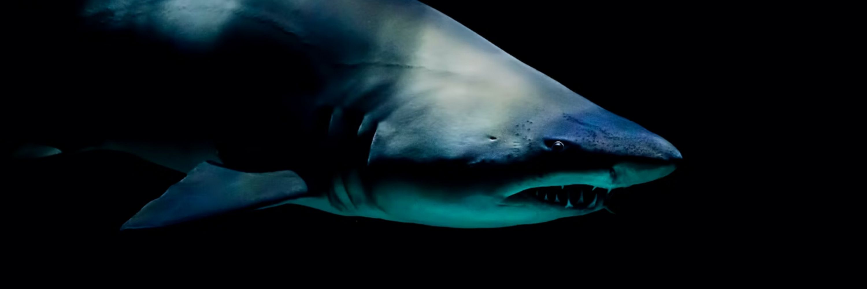 MackKingtheShark