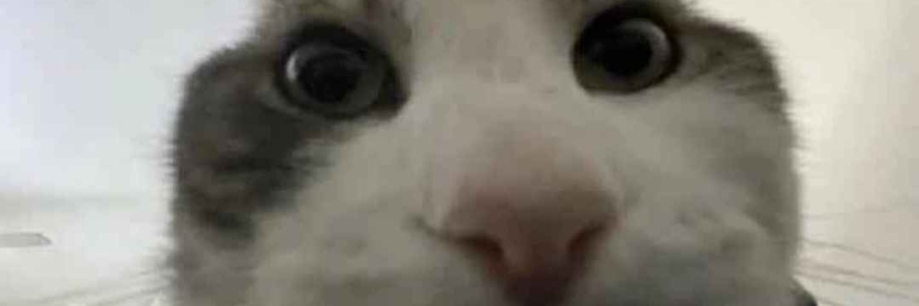 Waspadox