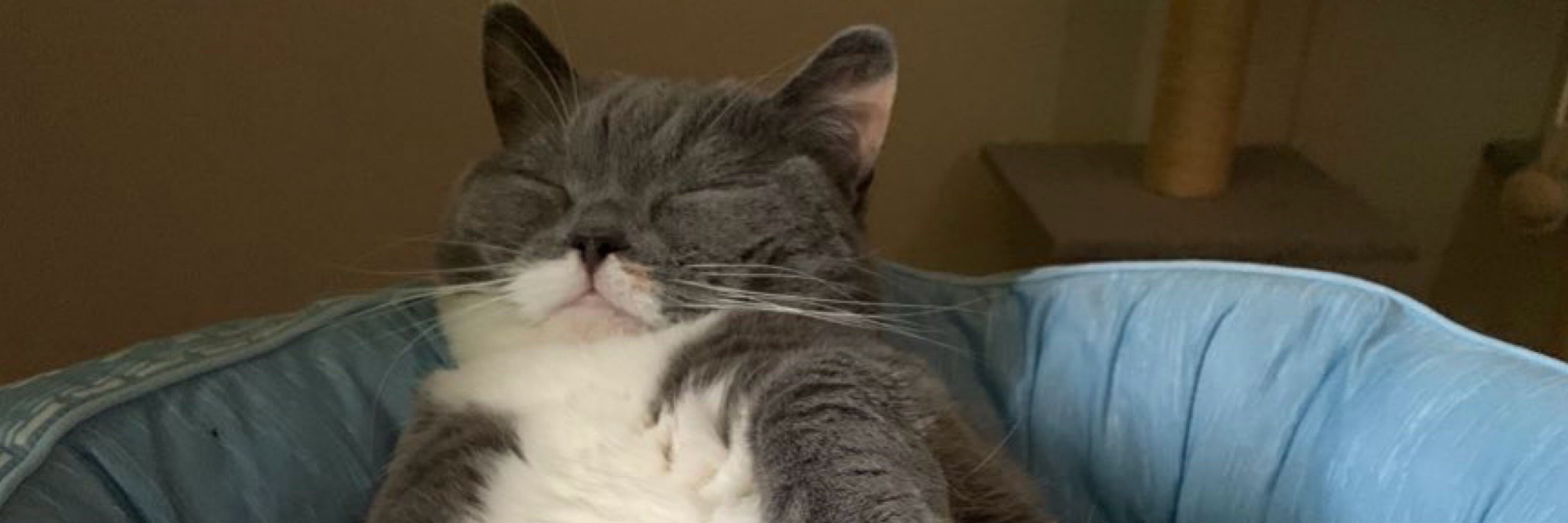 ねこ🐱
