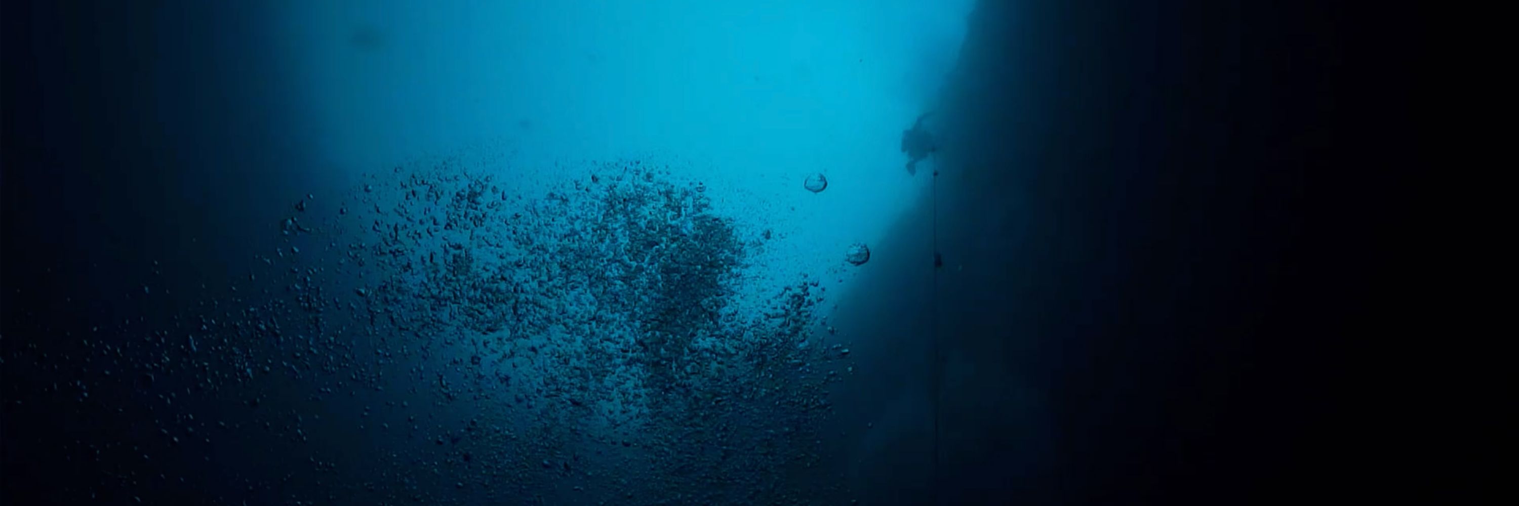 Rán🦈
