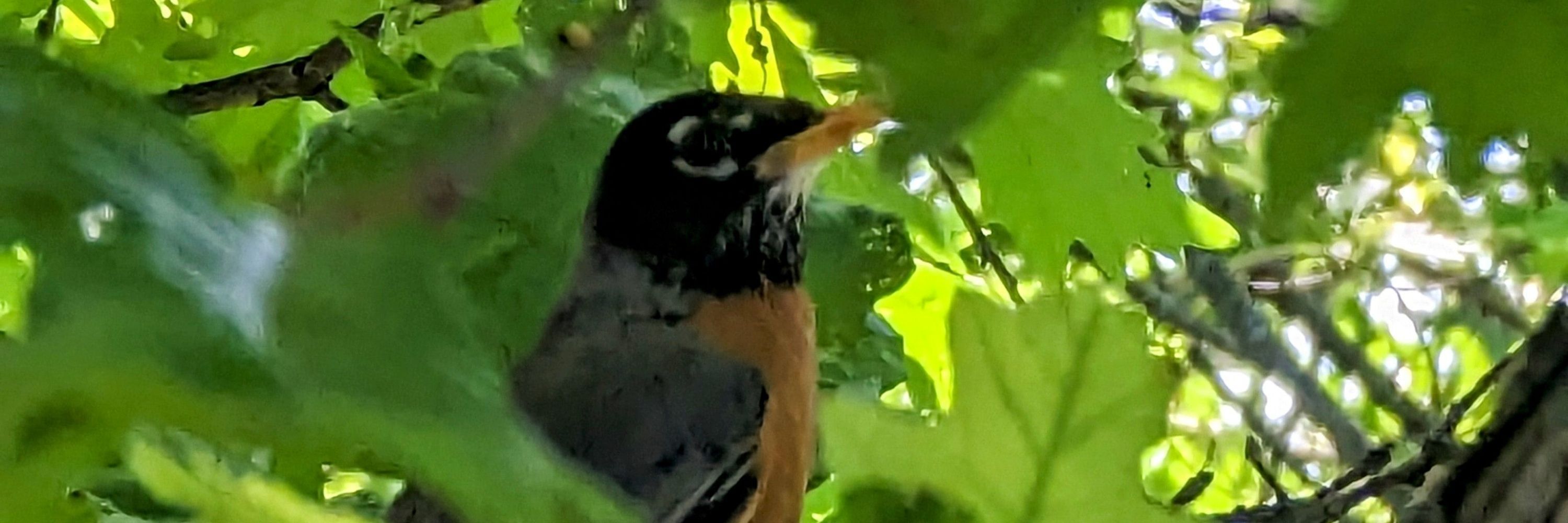 Ms. Robin