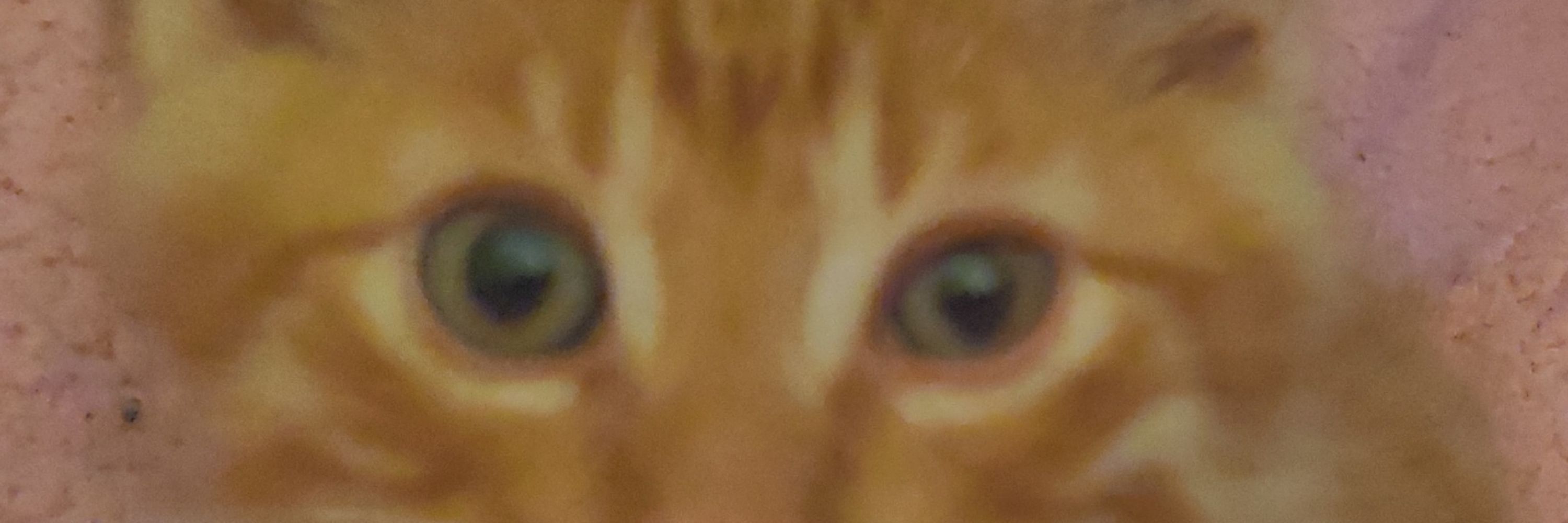 Monse_kitty