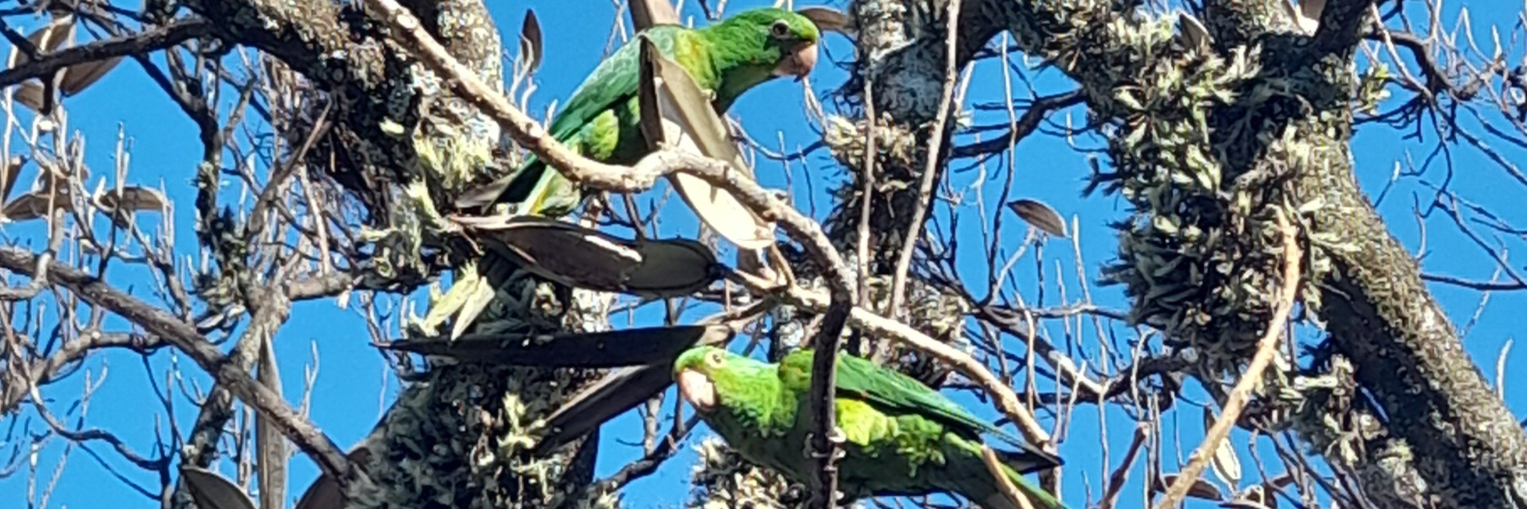 Suco de uva