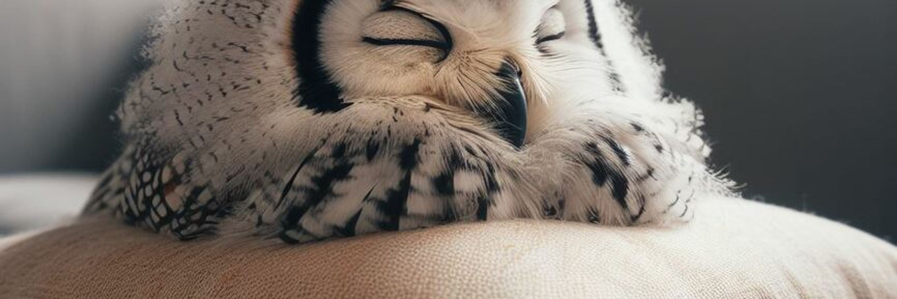 Owl! 🦉