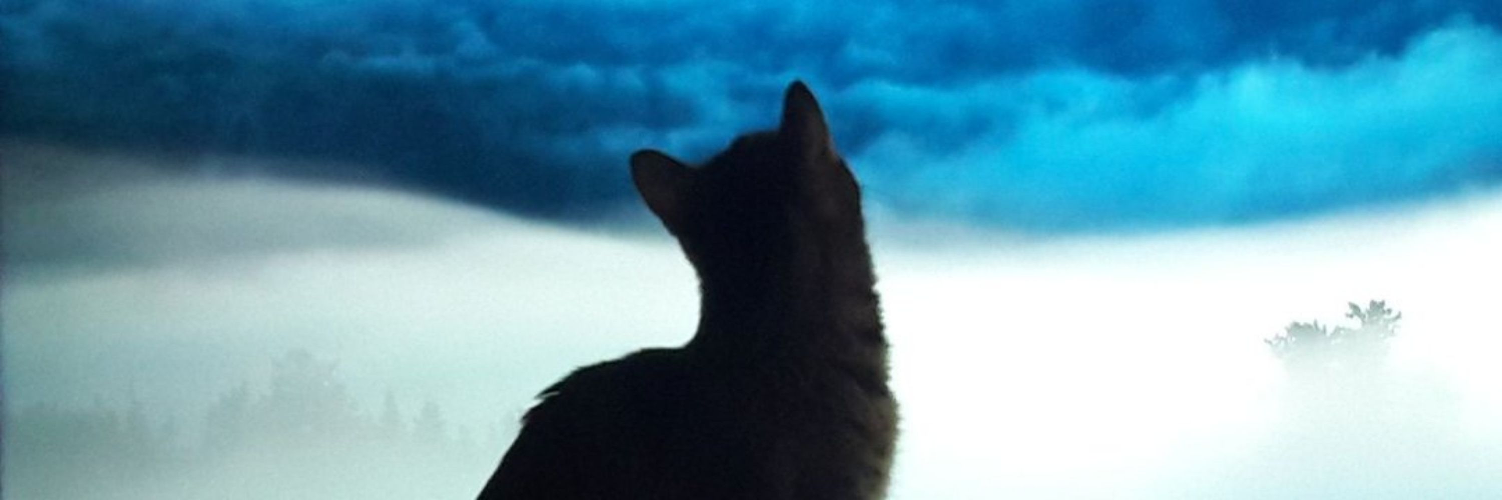 Anarcho Cat Fan