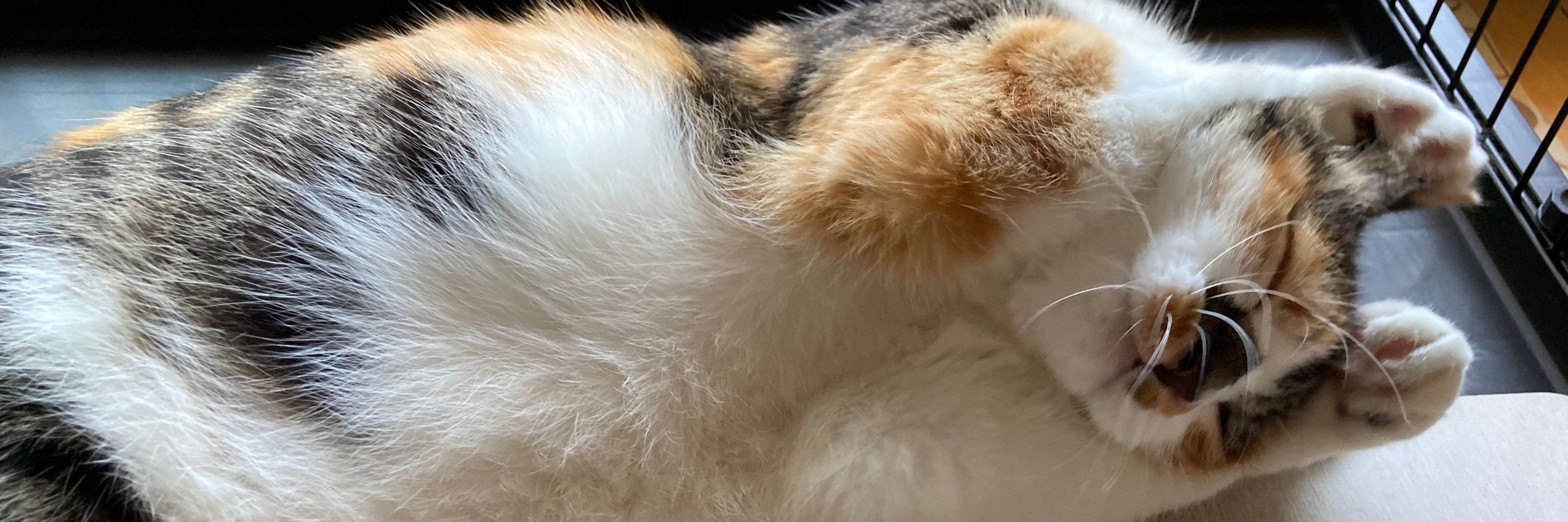 じゃむ猫