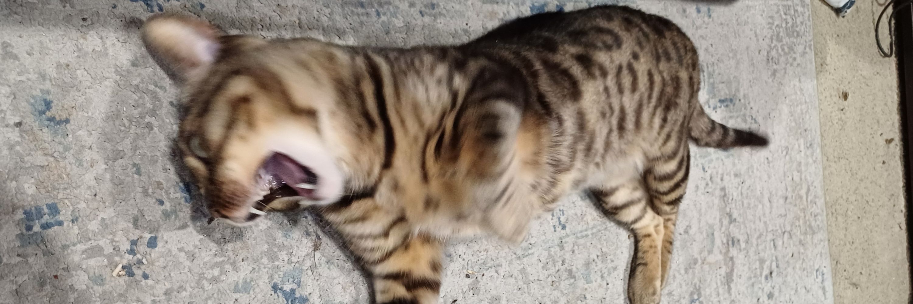 Toe