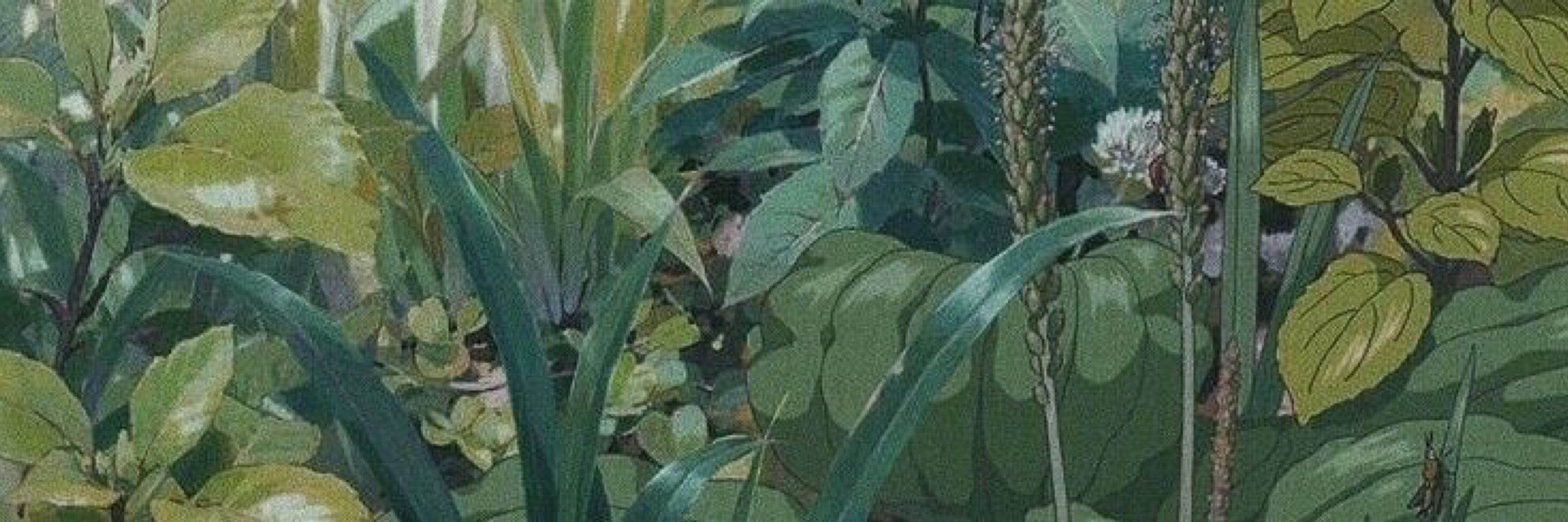 Fern