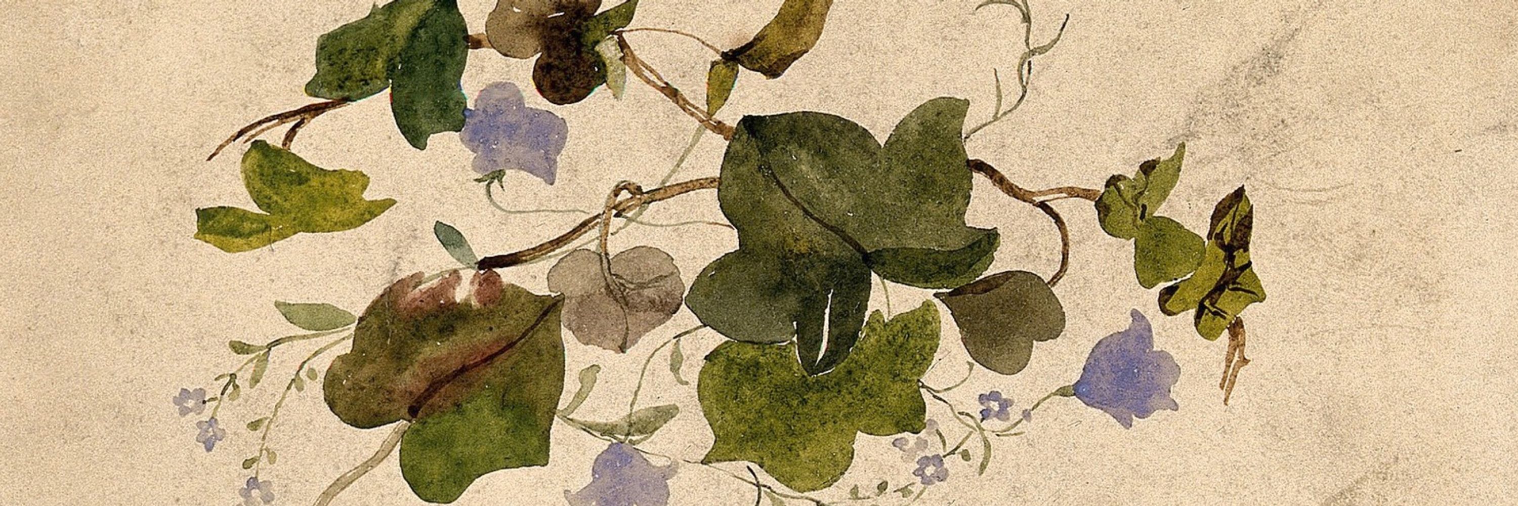 Ivy.