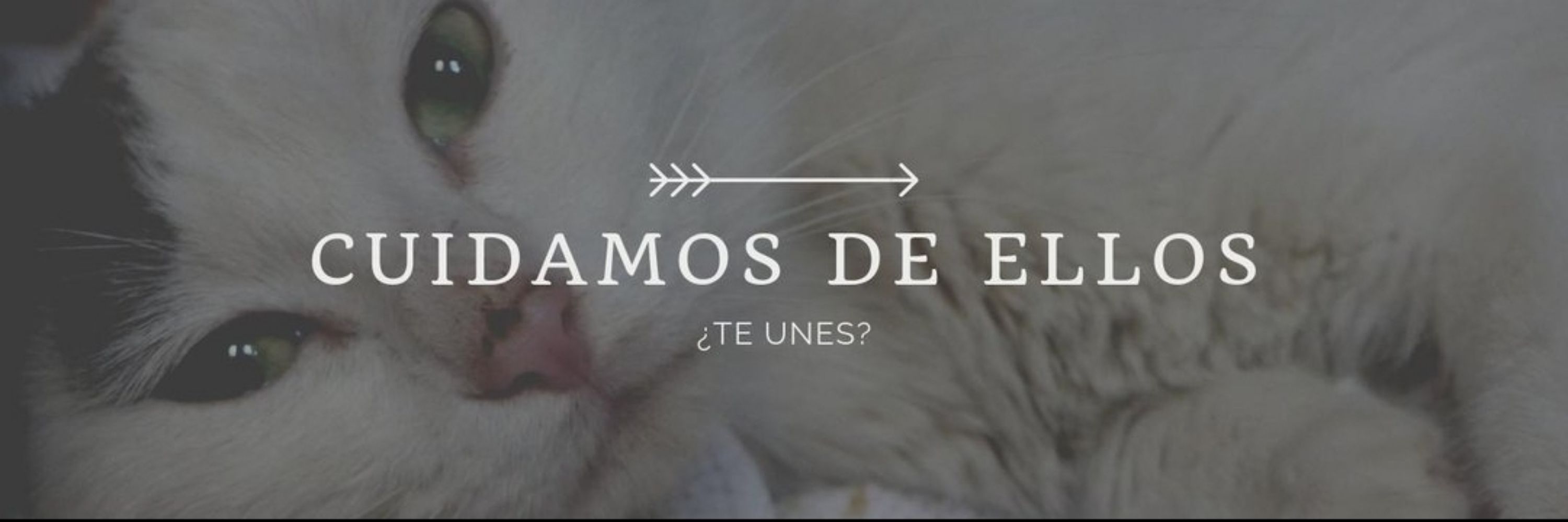Asociación Barcelona Gat i Gos 