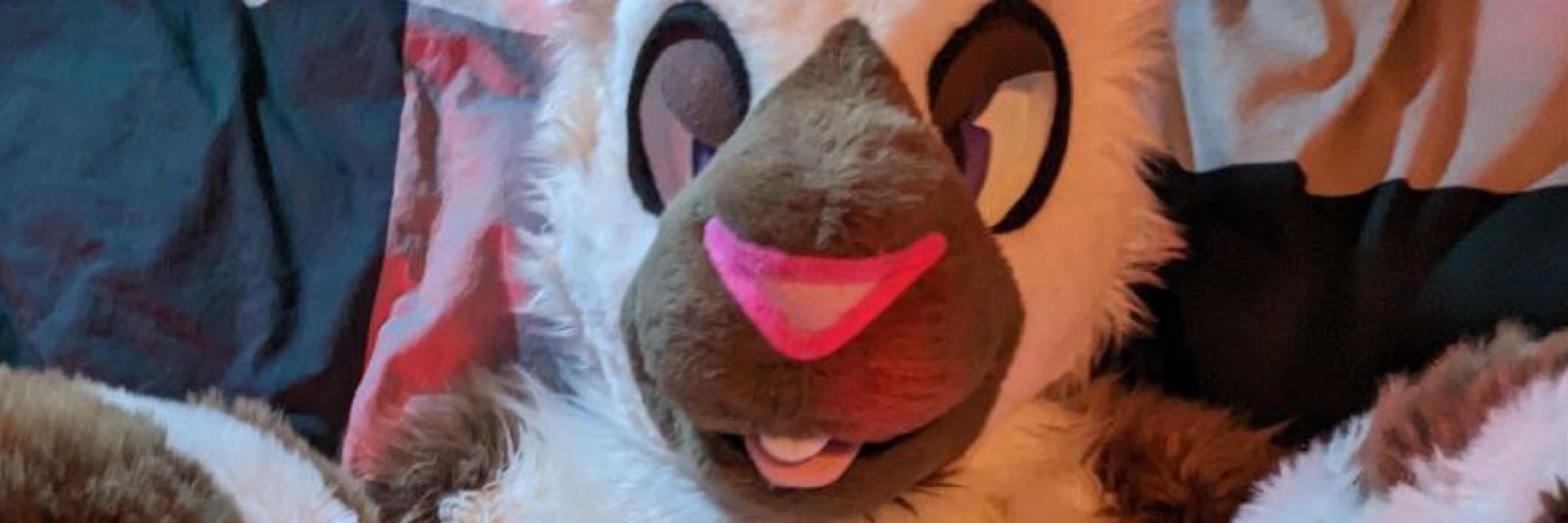 Bonus Bunny ➡️ FC