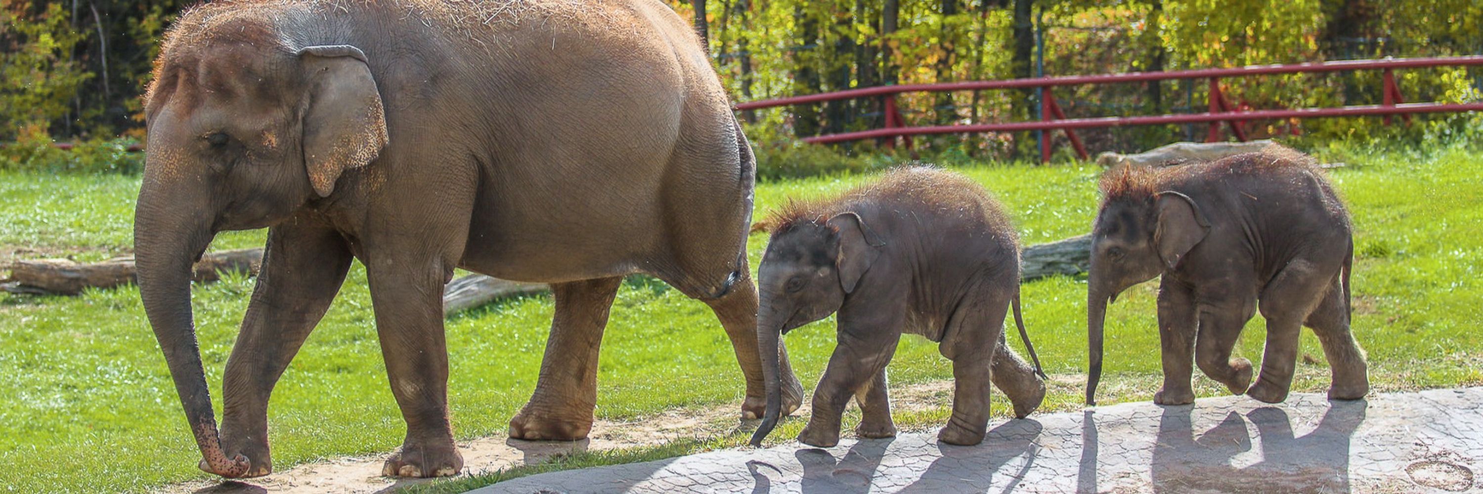Rosamond Gifford Zoo