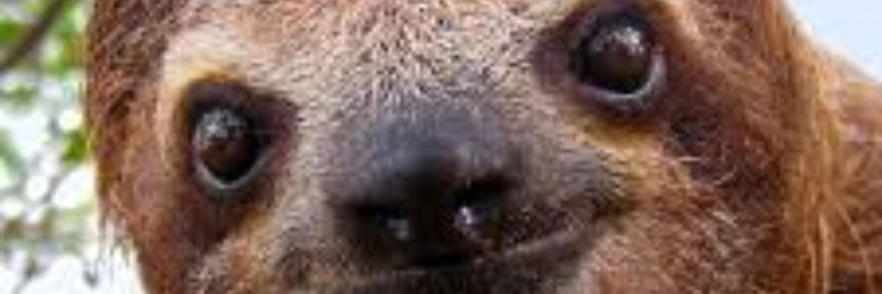 I Am Sloth, hear me chew.