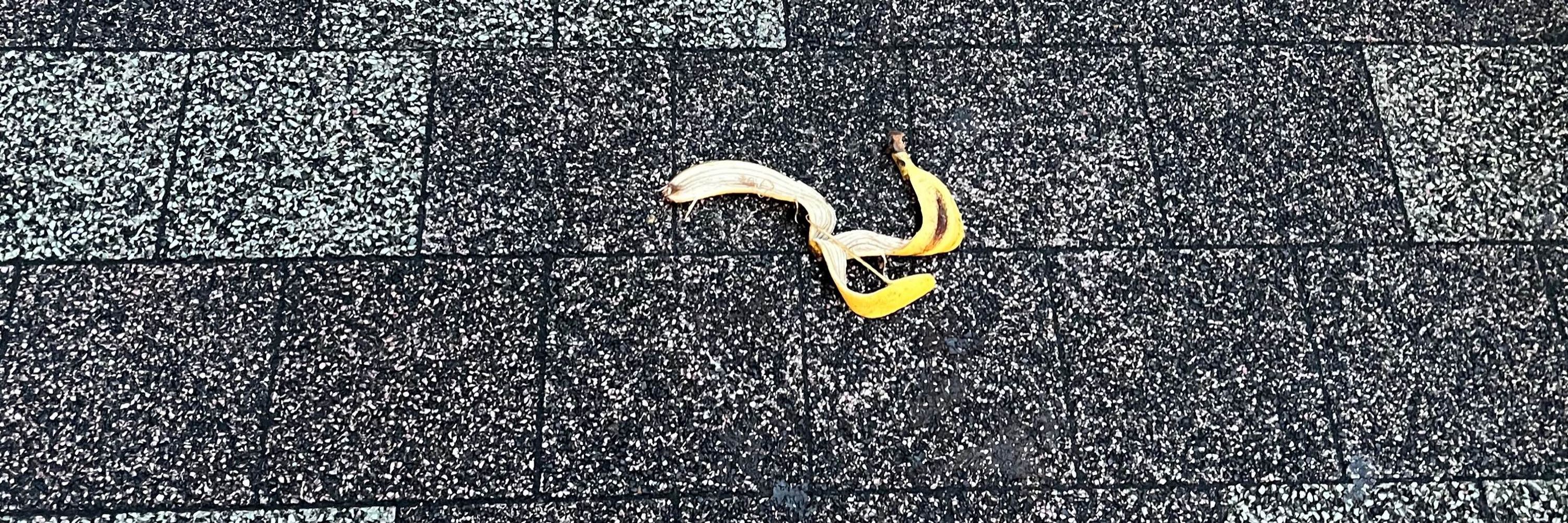 うさぎぃんぬ