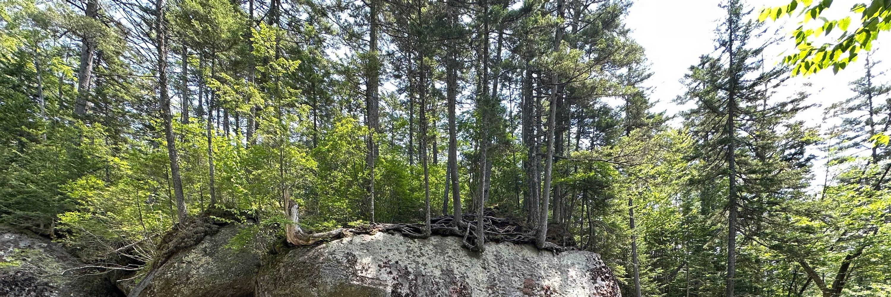 BearNTheWoods