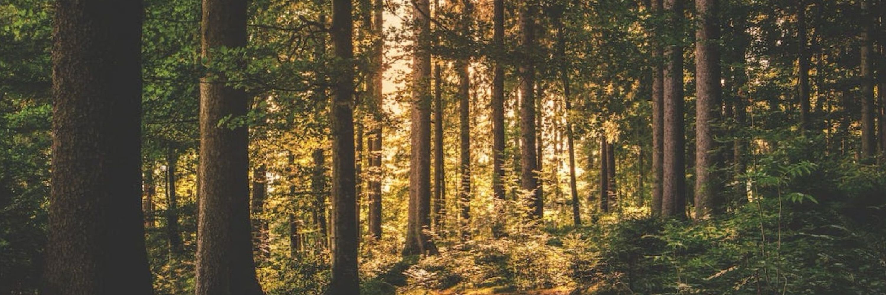 Among Trees
