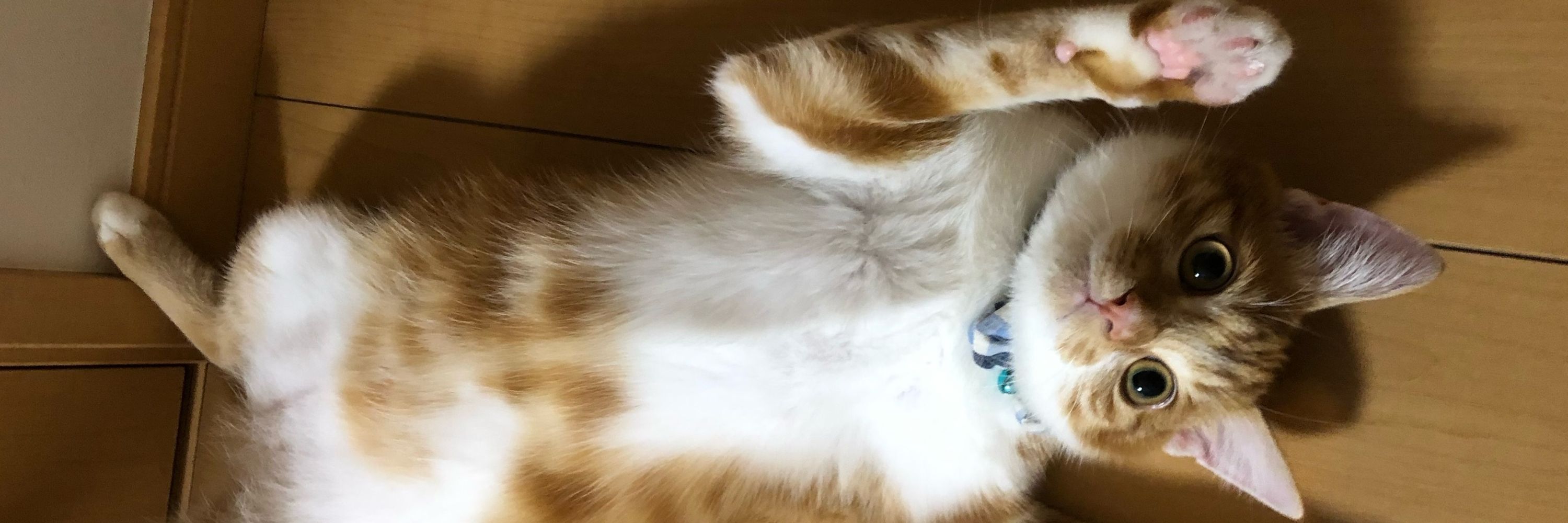𝙲𝚑𝚎𝚕𝚜𝚎𝚊 𝚖𝚎𝚎𝚎*̣̩⋆̩🍬