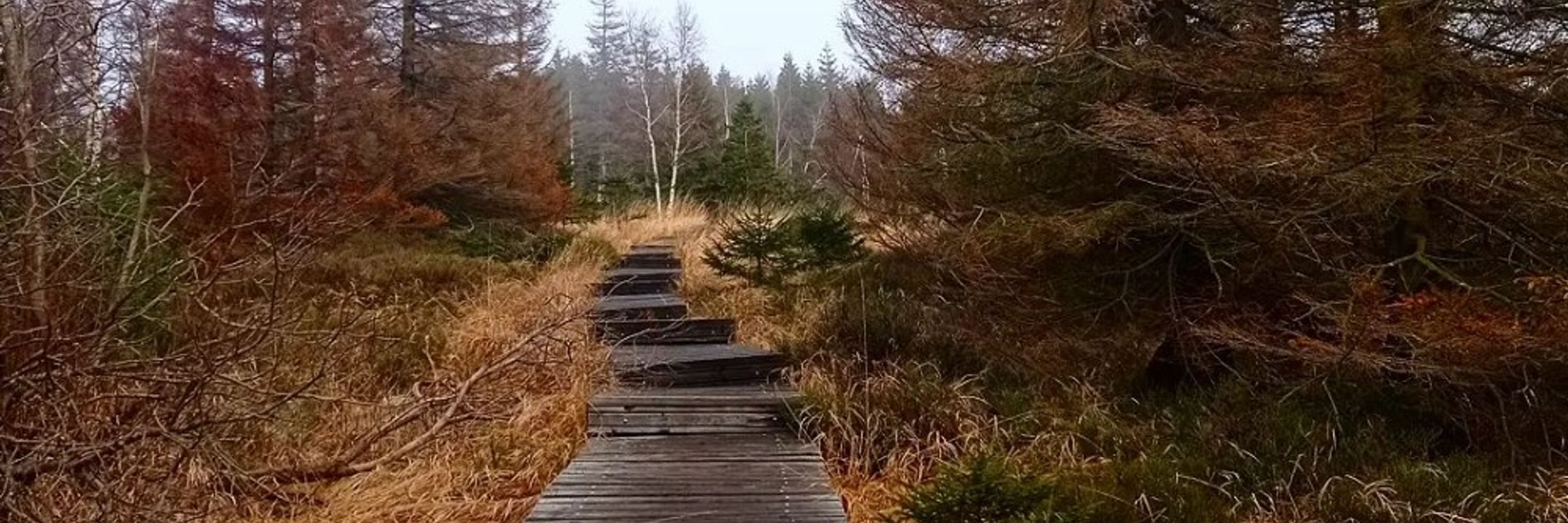 🍂Minariel🏵️Rotkappe🍄