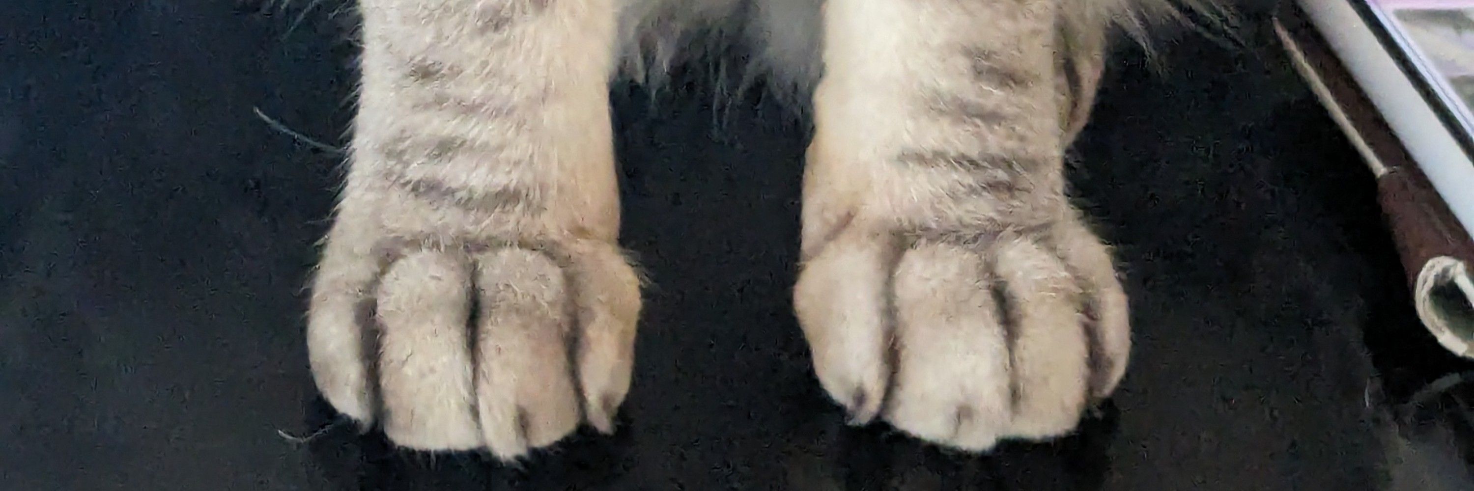 ろきあ