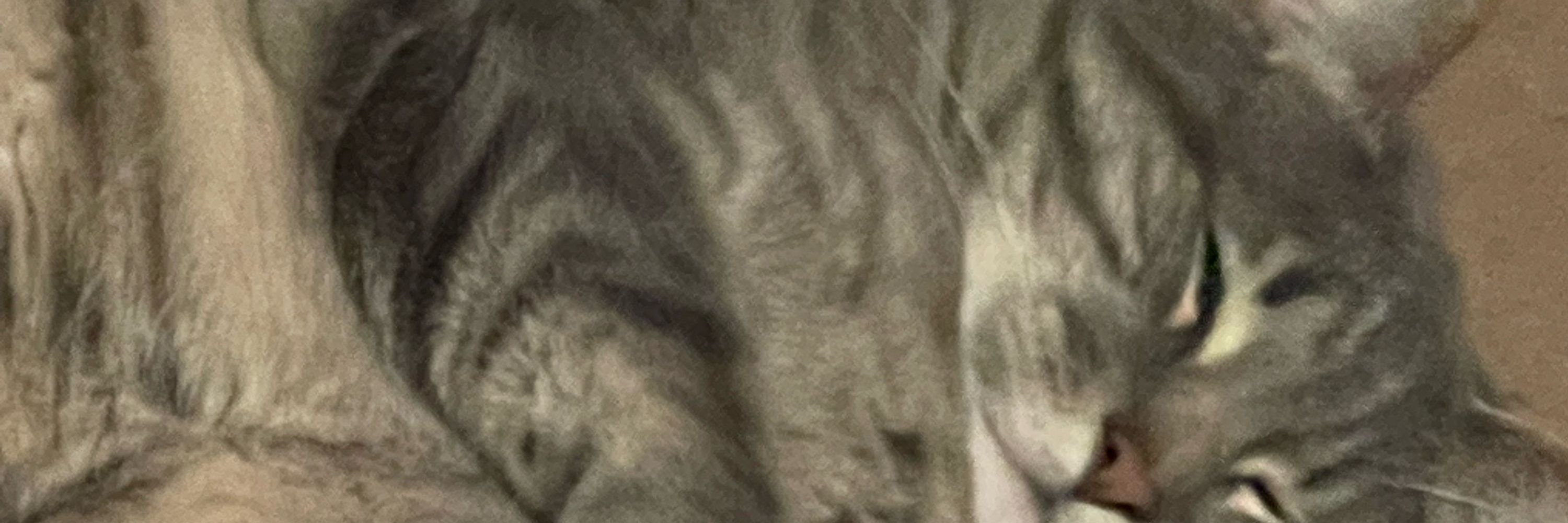 Jag