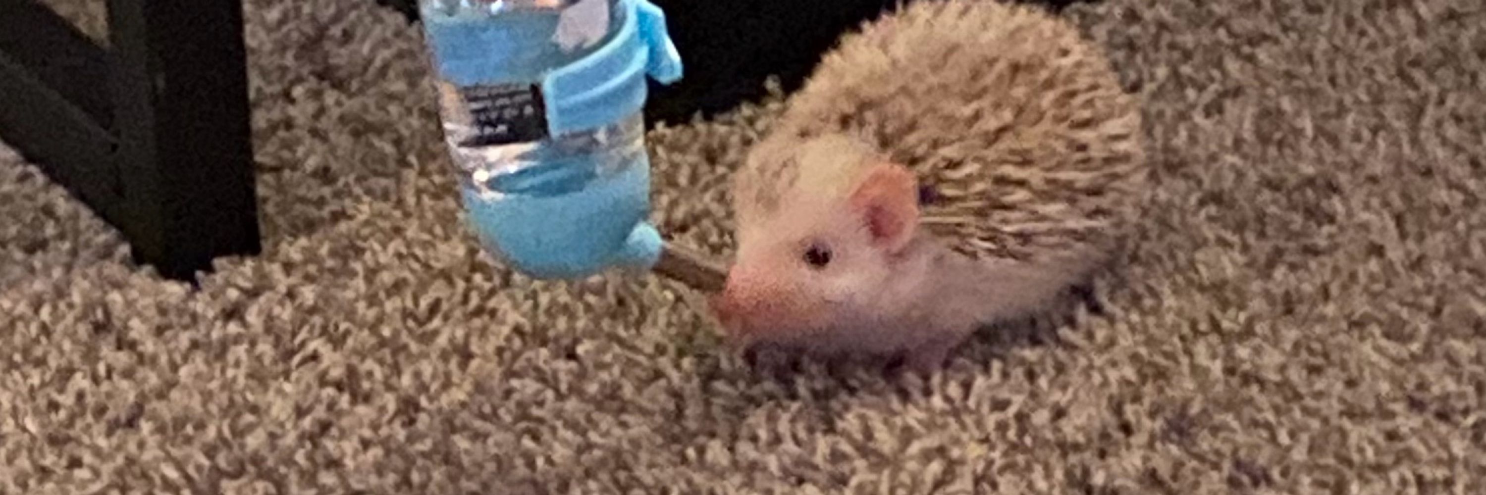 Wally the Hedgehog 🦔✨