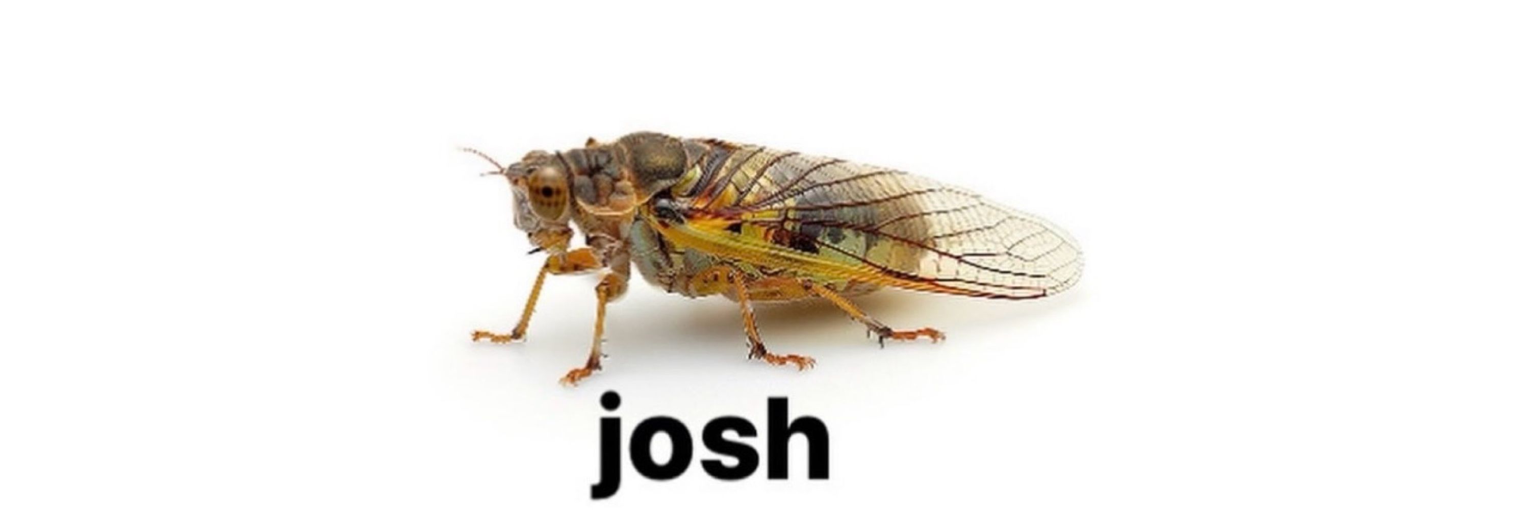 Josh Ortega