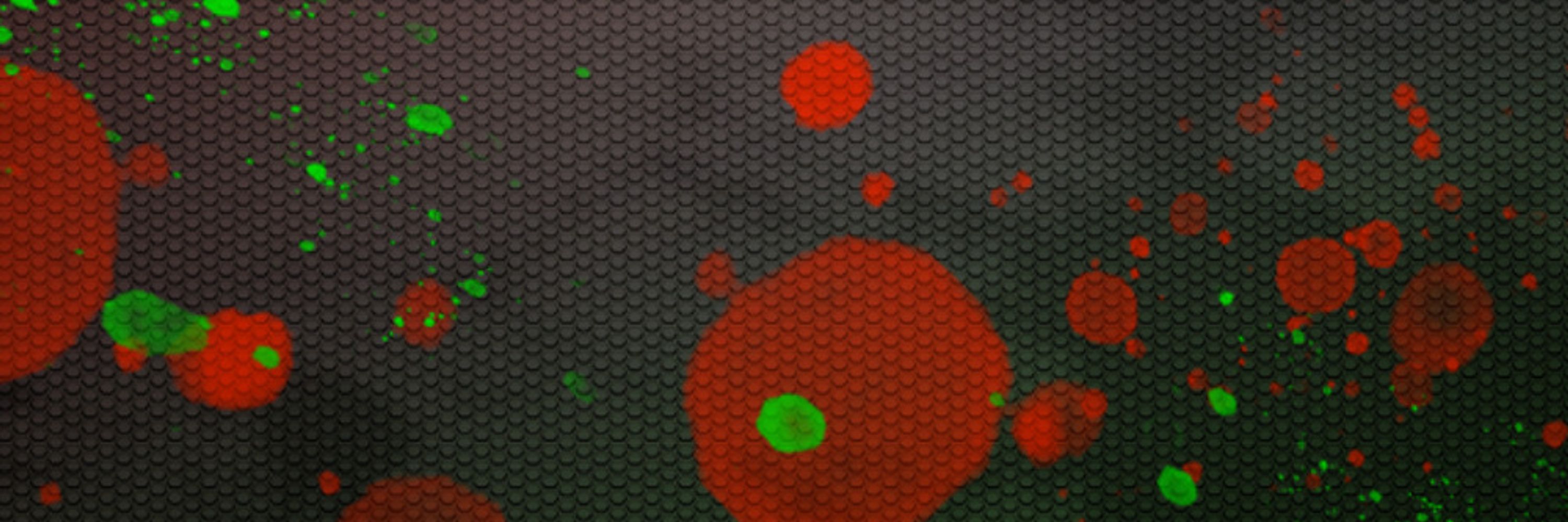 Fuzz_TM