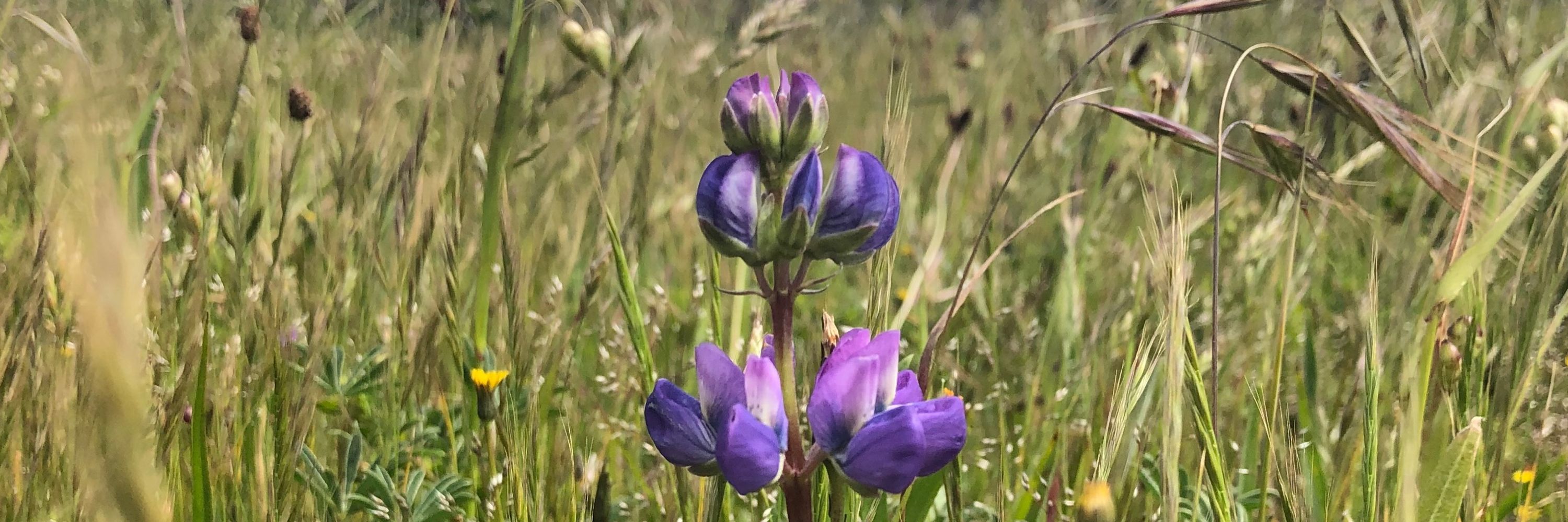 Xanaxides