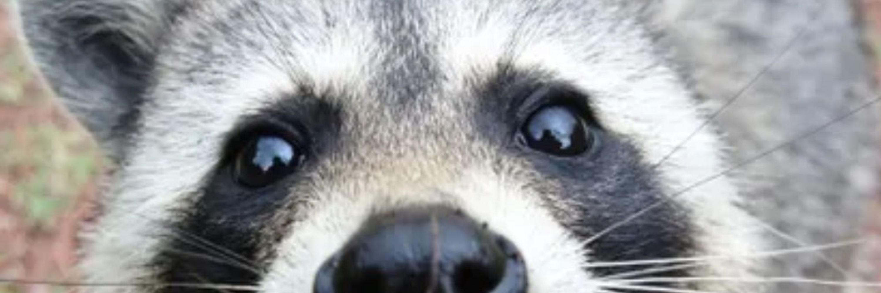 Inkawoo