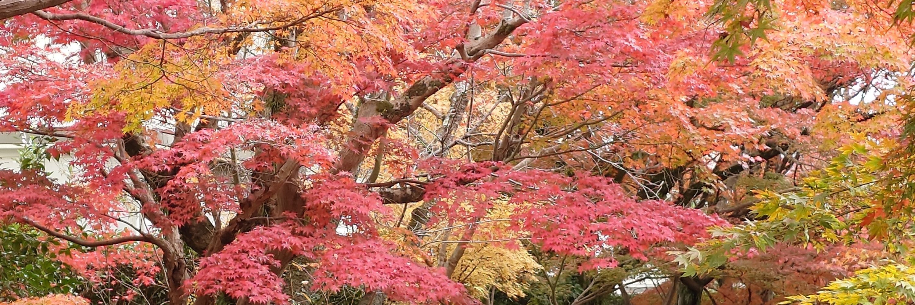 しおん(赤鍋)