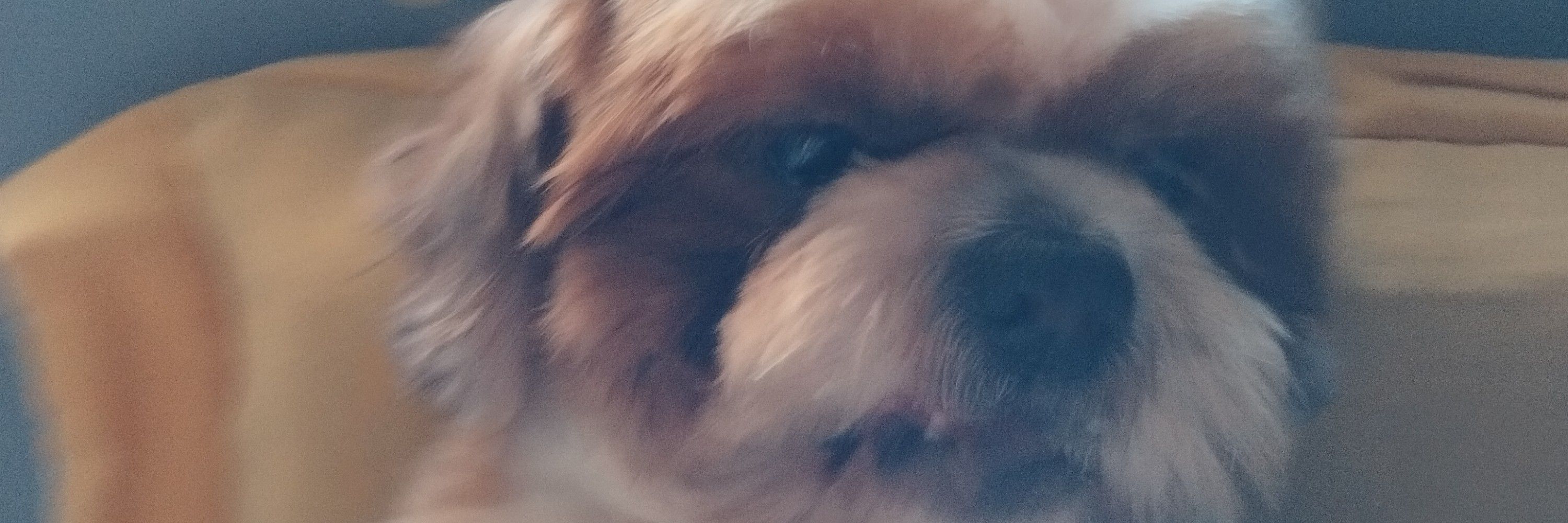Elicê🤙