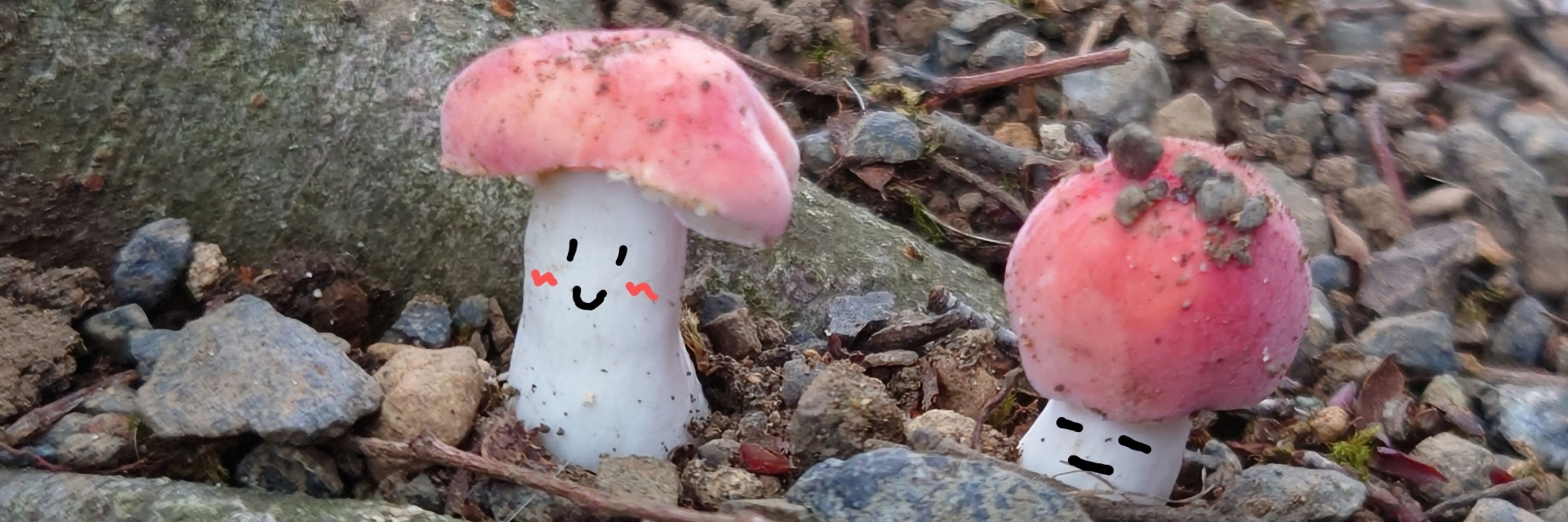 てんとう虫倶楽部🐞【公式】