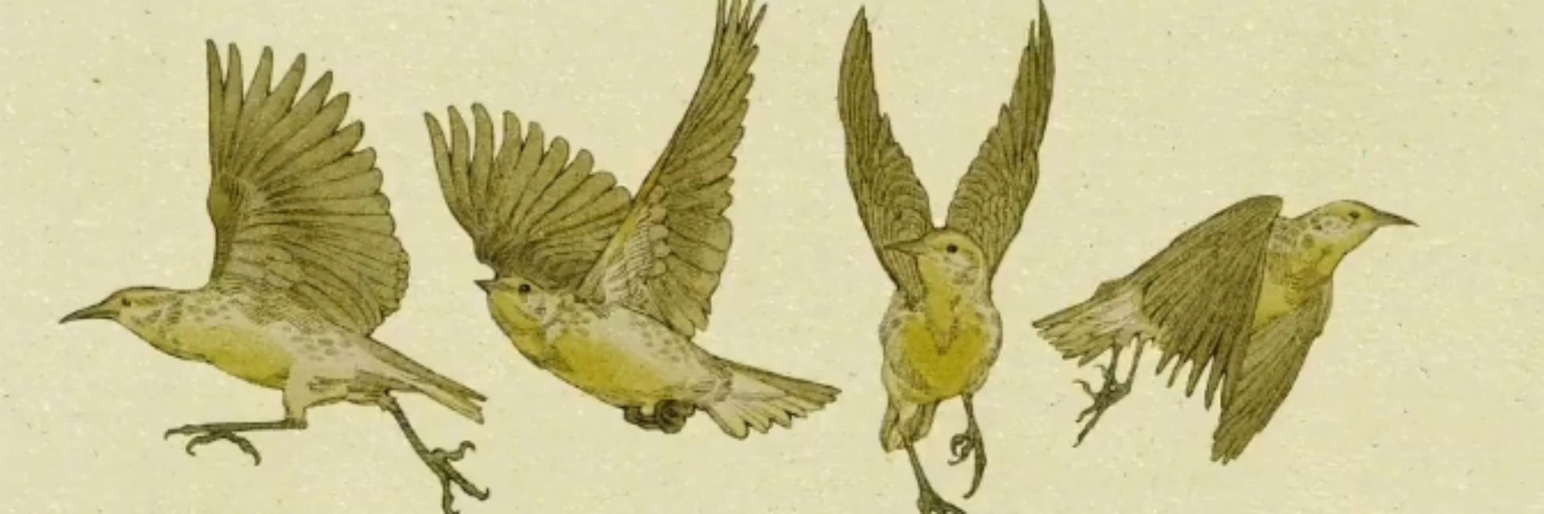 AlluringPeregrine