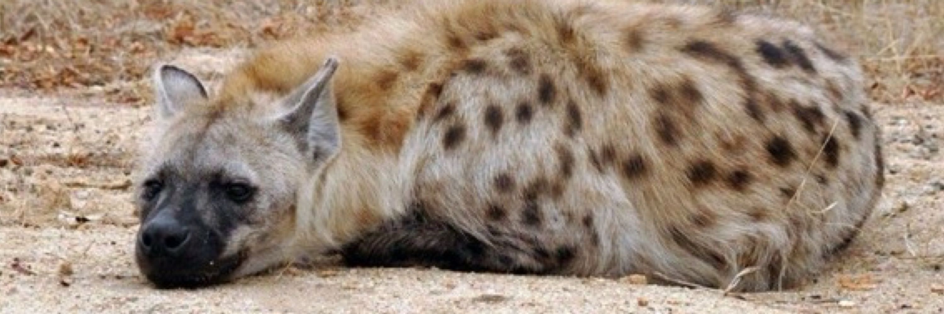 yeen