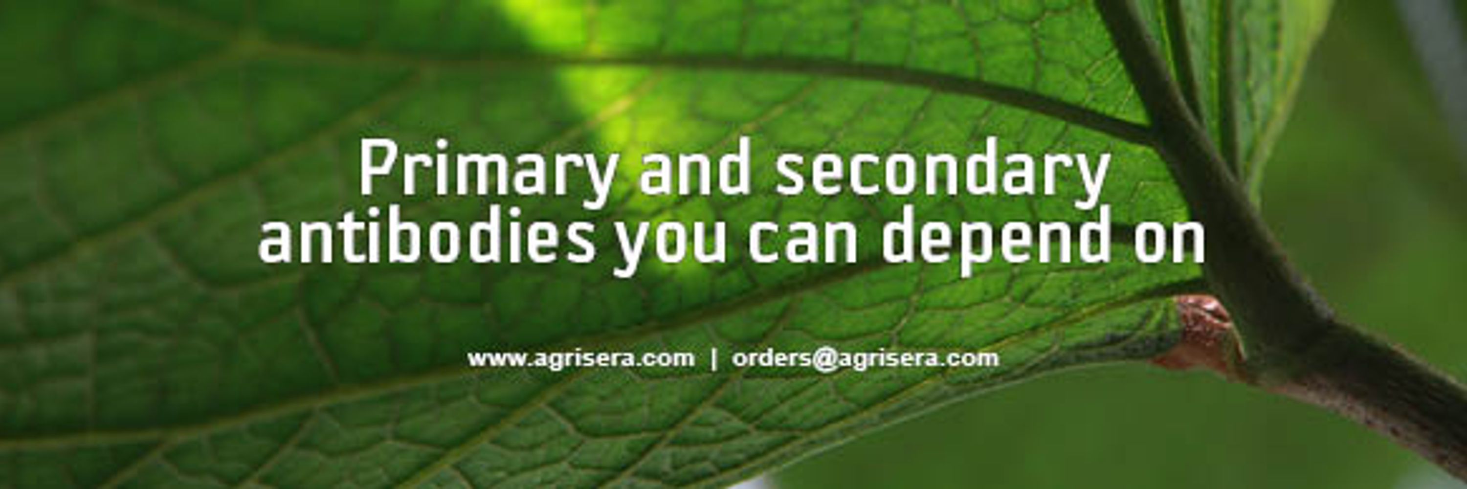 Agrisera antibodies