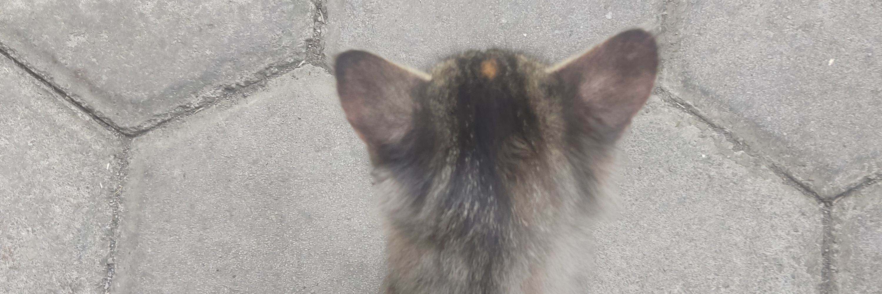 ダヌ