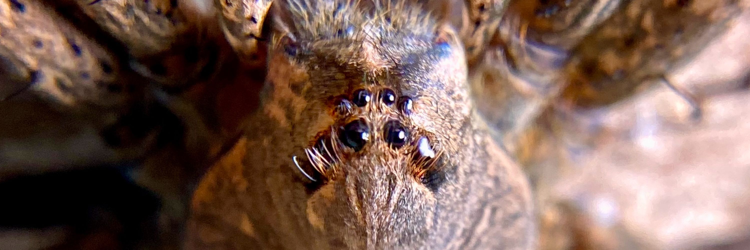 The inverted spider