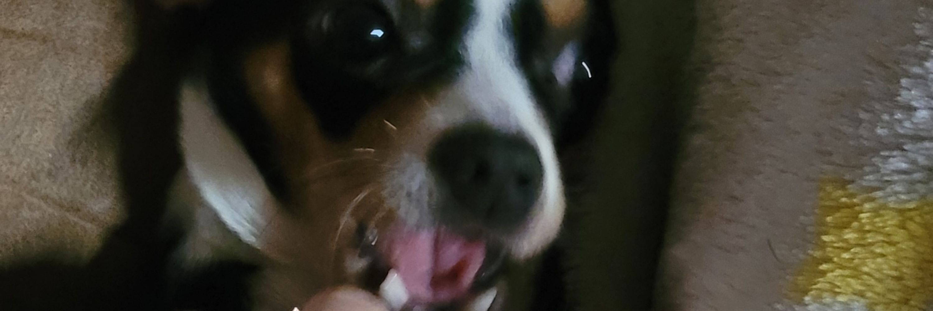 Tinkerbell the Chihuahua
