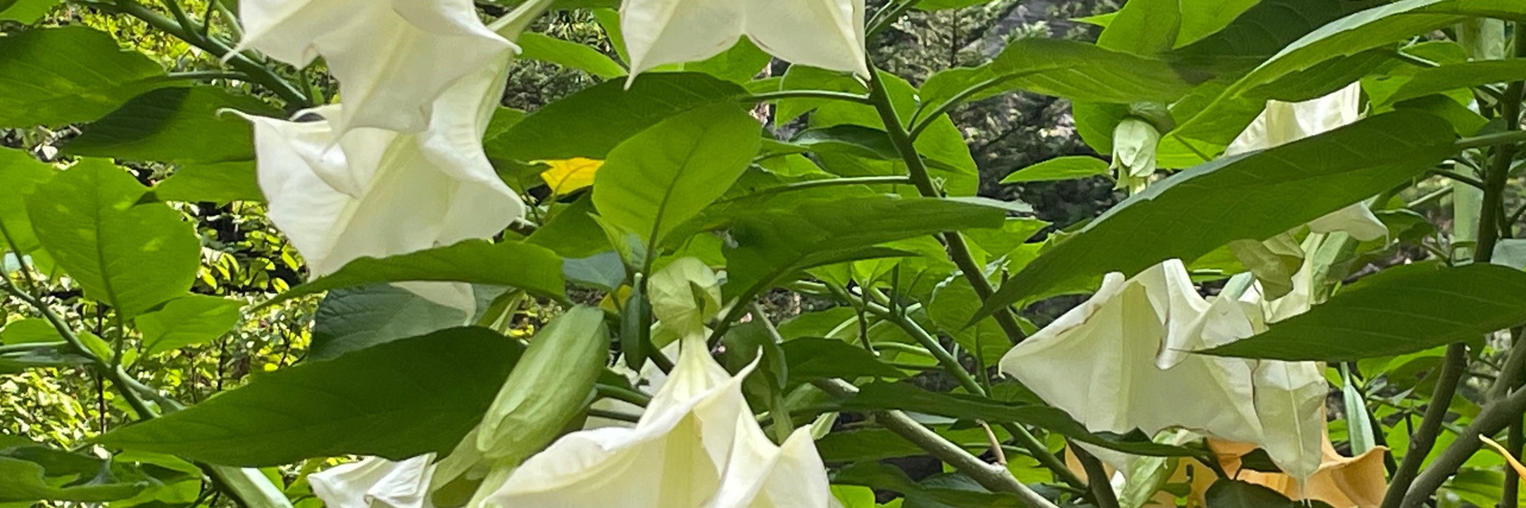 결 潔