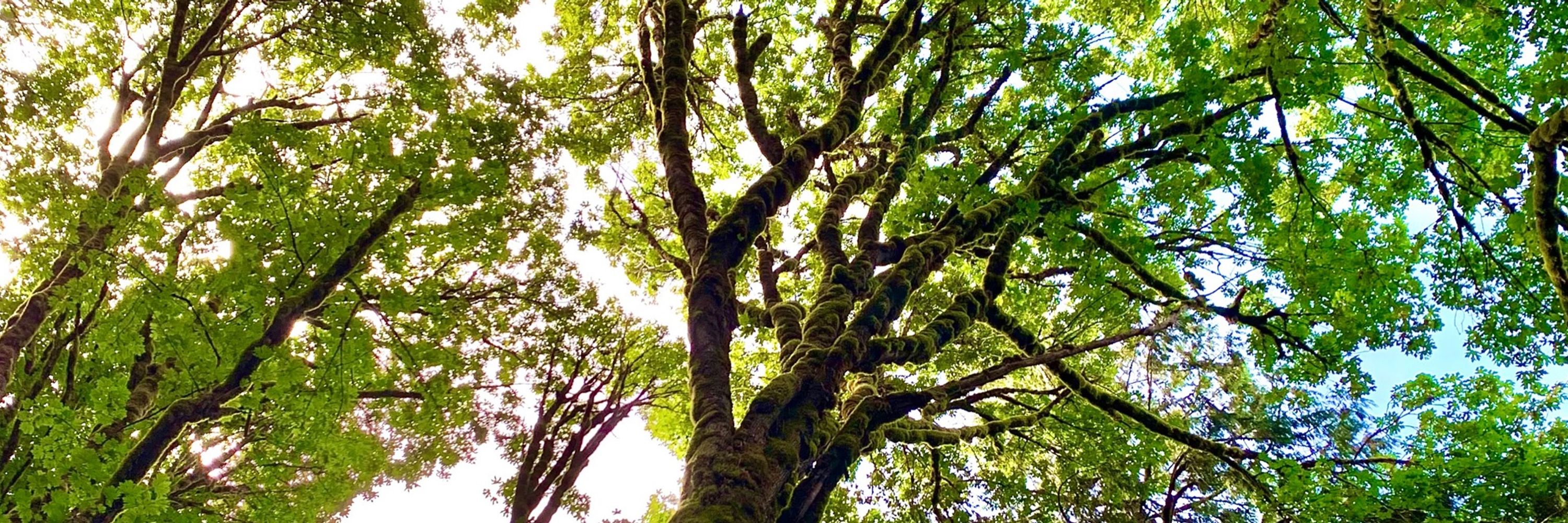 Wanderthewood