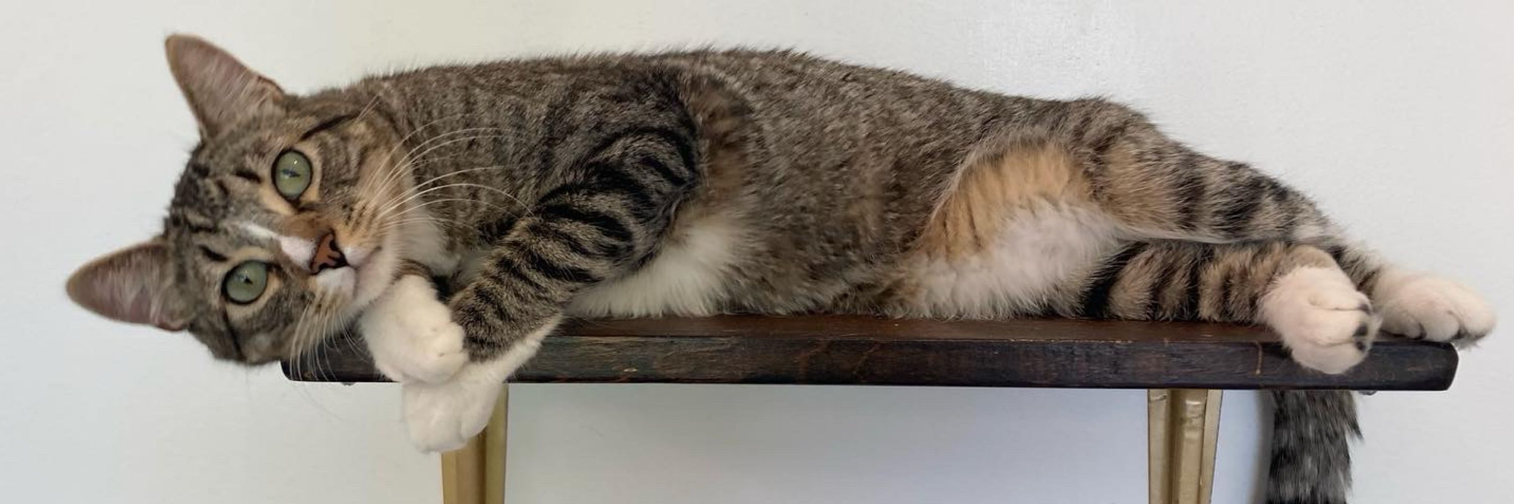 Tinker’s Cat Cafe