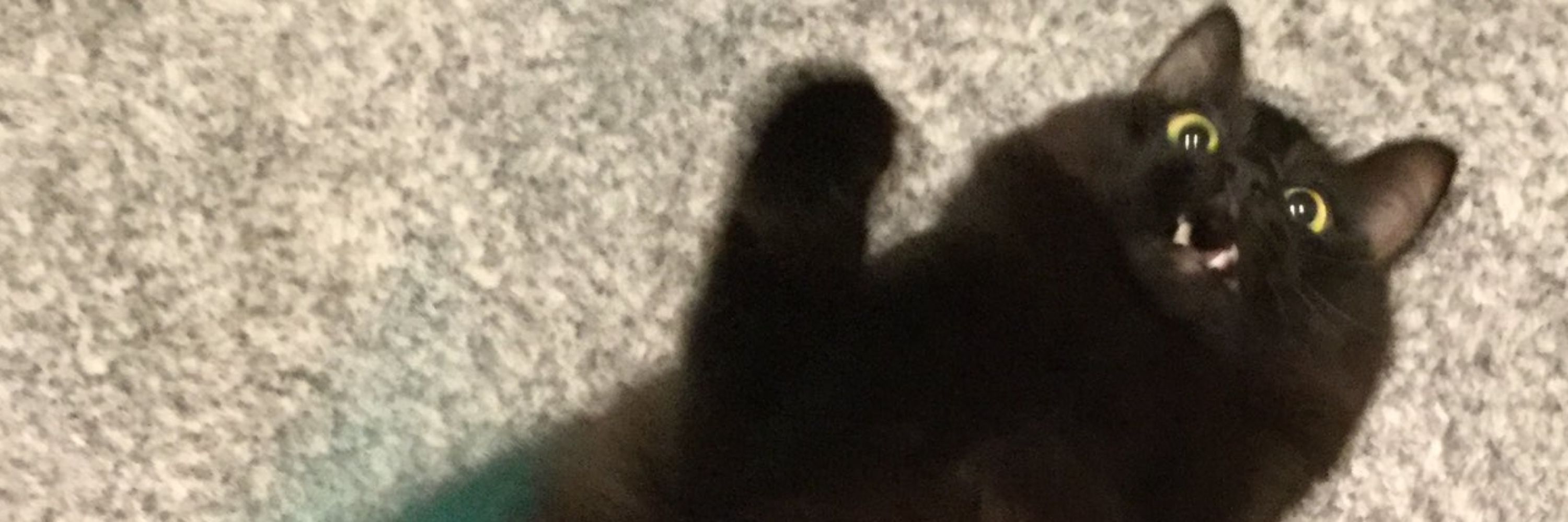 赫𓃠‪( 'ᾥ' )𓃠‪猫