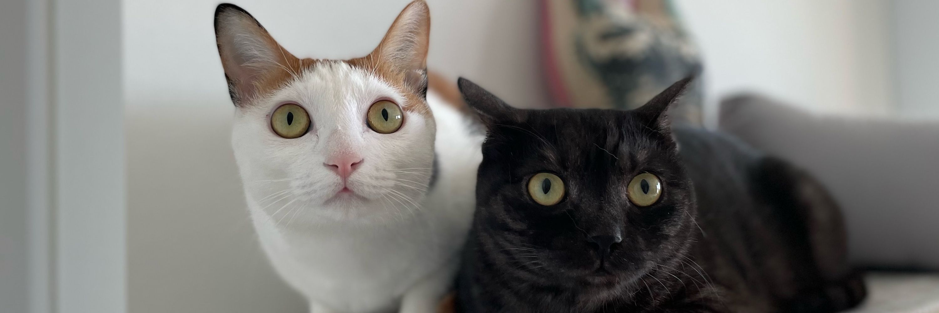 🖤짹짹👥모과🧡