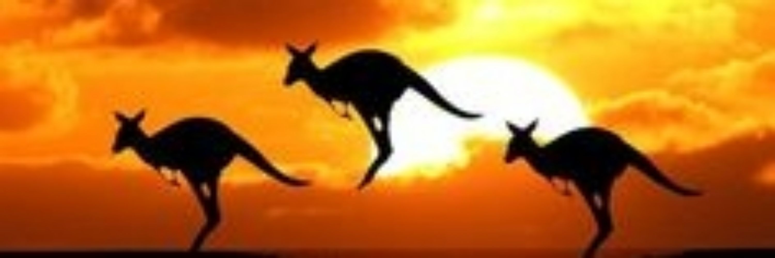 Ambling_Wombat