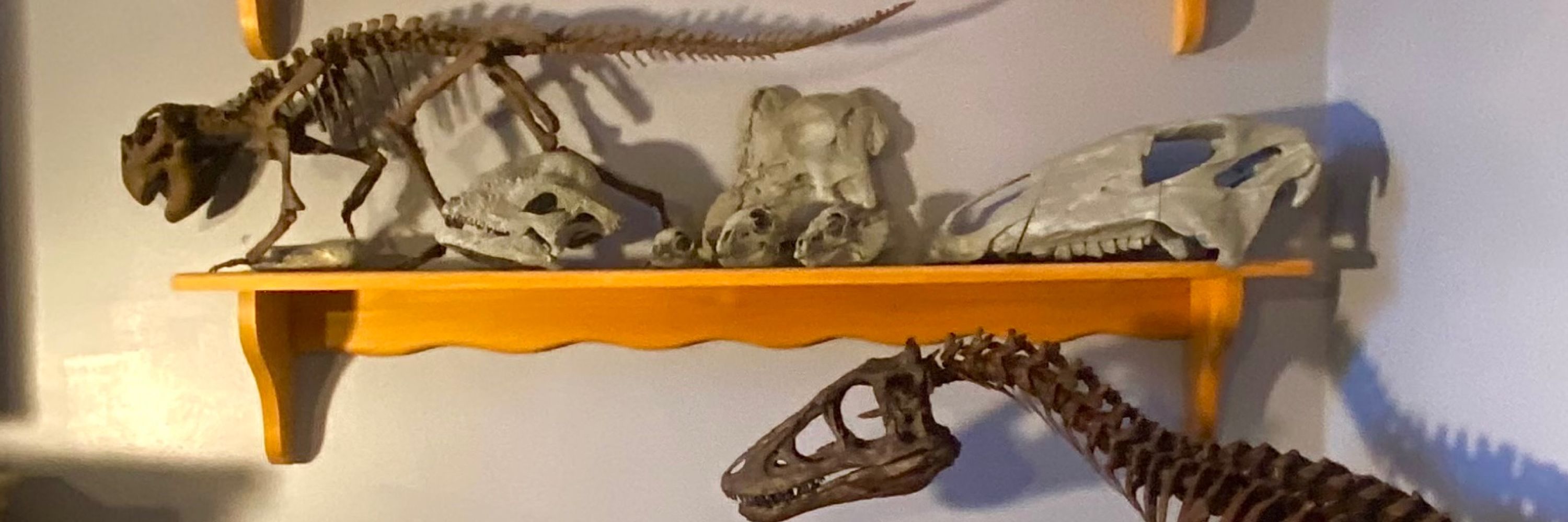 Let’s Build A Dinosaur