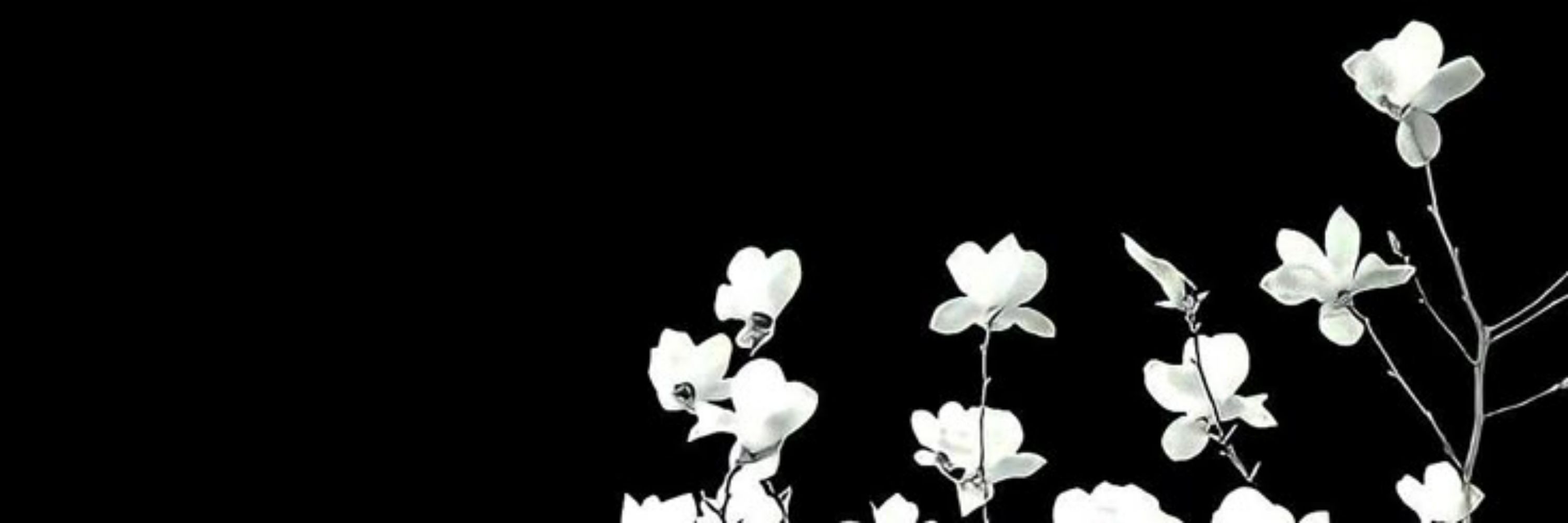 ⋆ ࣪ 𝙈𝙞𝙡𝙡𝙫𝙚𝙧 ⋆ ࣪ .