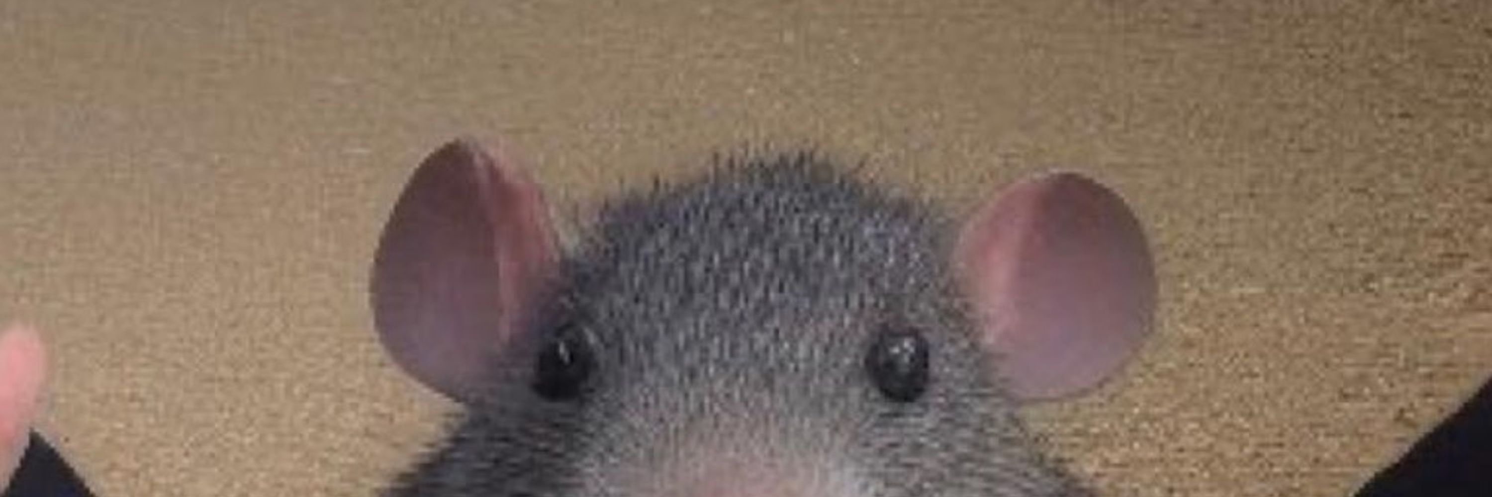 weepiestwillow 🐀