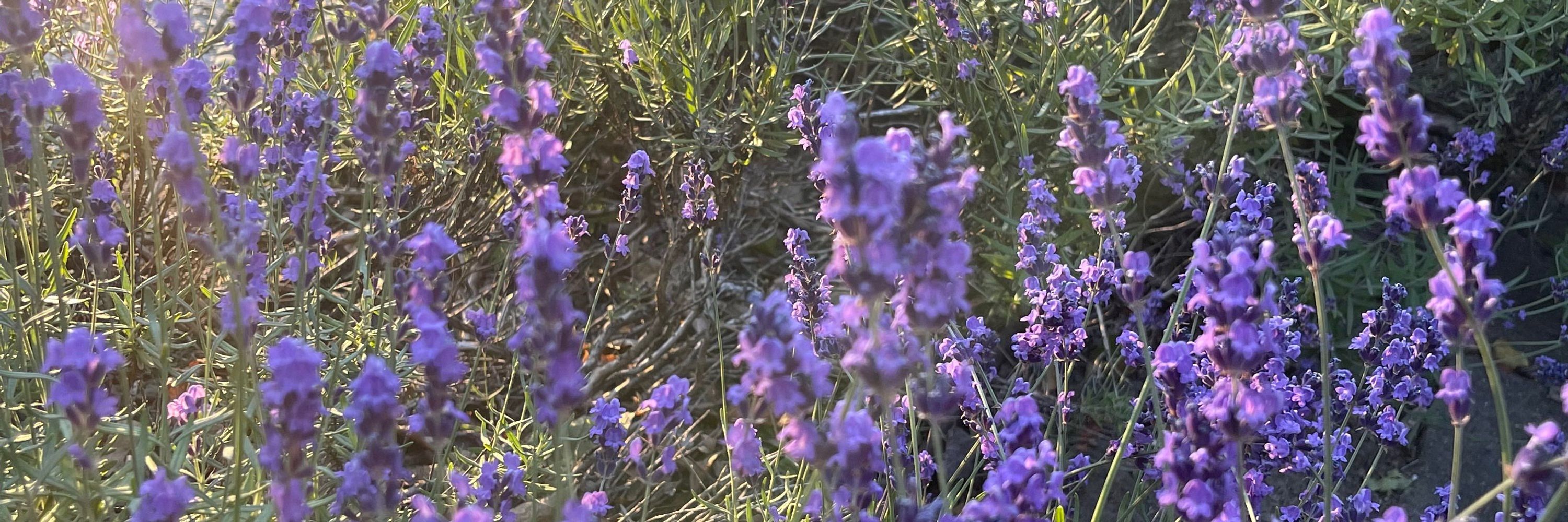Heather